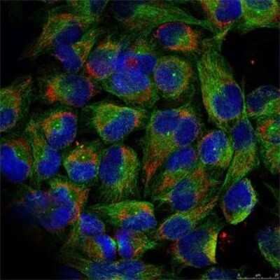 Immunocytochemistry/ Immunofluorescence: NFkB2/NFkB p100 [p Ser866] Antibody - Azide and BSA Free [NBP3-16894]